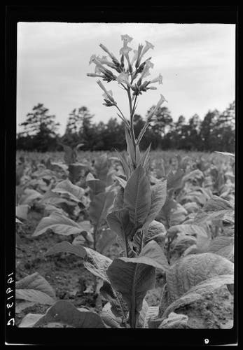  The image depicts a close-up view of a tobacco plant in a field. The plant is still young, with only one flower visible at the top. This flower is a pale green color and has not yet bloomed. The leaves are dark green and appear freshly grown, indicating that the plant is relatively new and not fully mature. There's no visible text or distinguishing marks in the image. The background shows an expanse of dirt, suggesting this could be a cultivated field, likely used for growing tobacco plants. The style of the image suggests it might be an older photograph, possibly taken with black and white film, given the graininess and texture that is typical of such images.