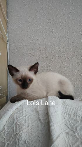 Baby siamese cat with a tag on the picture saying her name. Lois Lane.