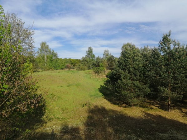 Mit Gras bewachsene kleine Hügelchen, Nadelbäum und Birken. Weiter weg auch Linden und Eichen. 