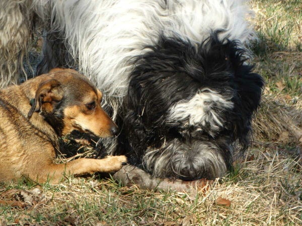 A dog gnawing a stick, another dog looking at him, trying to help.

Pies gryzący gałąź, obok drugi pies próbujący pomóc.