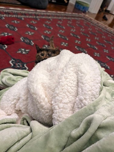 a blanket on the floor with a slightly out of focus tortie kitten ready to attack behind it