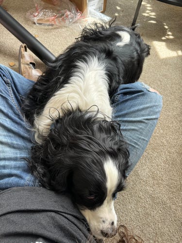 A photograph of a black-and-white dog laying on the carpet and then up onto my Crossed legs and then over my hip. I’m wearing jeans and a black T-shirt. There is a metal bar that appears to be coming out from his side. It is actually not.