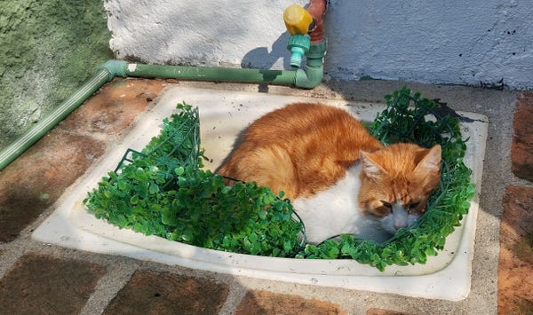 Picture of an orange cat sleeping on top of a fake plastic grid made to hold fake plastic leafs, but the cat is sleeping on the side where there are no leafs, only plastic grid. Said grid is (was) over a sink and it's now completely wrinkled under the cat's weight to the shape of the sink.