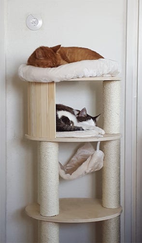 A slightly lower quality photo of two cats napping in a cat tree, one on the top perch and another below him. They are orange and brown with white. Both are sleeping in little curled up kitty shapes, truly knowing nothing of the world outside their sleeping kitty brains.
The cat tree is pale birch, pale sisal rope and cream cushions. There is a janky old light switch on the wall, which has cat scratches also.