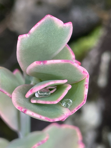 Closeup of the tip of a succulent plant, green with pink edges, lovely jewel like water drops tucked between the petals. Peace & green love today 💚