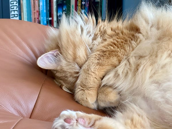 A sleeping orange cat on a leather chair tightly gripping his face with both paws. 