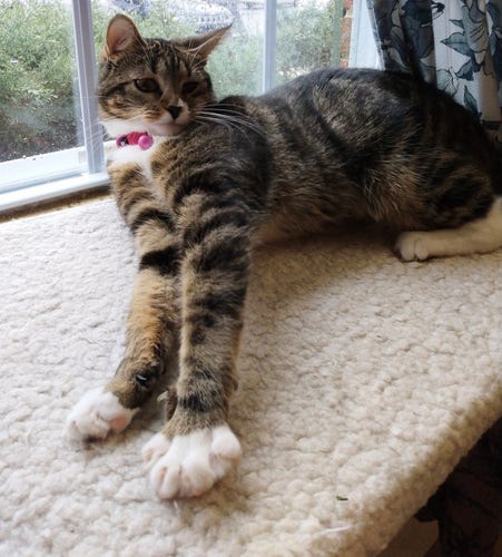 A young tabby cat is lying with her head up on a soft white window shelf.  She is leaning back towards the window as she stretches out her forelegs.  One white paw is splayed wide open, revealing her little claws.