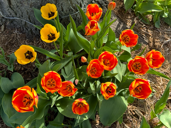 A cluster of vibrant tulips in the warm sun from above. There’s about 16 blooms mostly orange with golden highlights on the pedal edges. There are three yellow blooms upper left side. There’s a tree trunk slightly and framed top left. The flowers have green leaves, dappled with sun and shade.