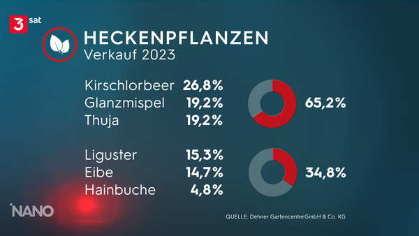 Grafik. Sie zeigt die Auflistung der meistverkauften Heckenpflanzen einer großen Gartenbaumarktkette in Deutschland. 2023 stehen auf Platz 1 der Kirschlorbeer mit 26,8 %, auf Platz 2 die Glanzmispel mit 19.2 % und auf Platz 3 die Thuja mit ebenfalls 19.2 %. Gesamtanteil: 65.2 %. Bei den für mehr heimische Artenvielfalt empfohlenen Heckenpflanzen steht auf Platz 1 der Liguster mit 15.3 %, auf Platz 2 die Eibe mit 14.7 % und auf Platz 3 die Hainbuche mit 4.8 %. Gesamtanteil 34.8 %.