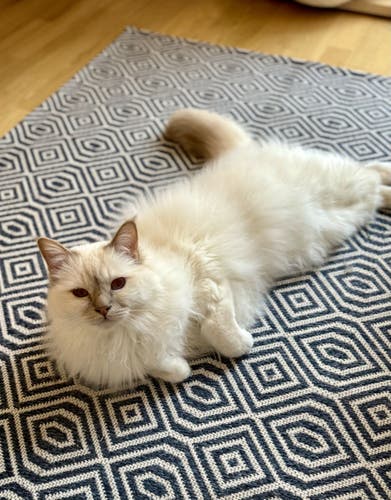 A white birman cat lounging on a blue and white rug
