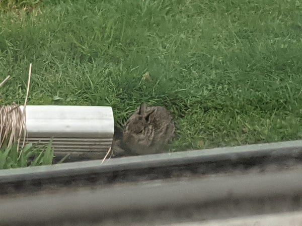 A small juvenile bunny loafing in the grass at the end of a downspout. He is snoozing.