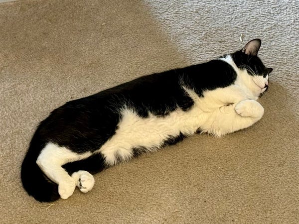A tuxedo cat is snoozing on the carpet.  He is laying on his side with his front paws curled up under his chest.  His rear paws are also curled up. 