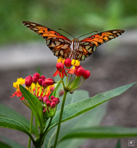 Color photo of a butterfly with orange and white speckled wings with black edges. The butterfly is standing and feeding on a cluster of red, white, and orange colored milkweed blossoms. 
