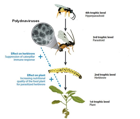 Benefits and costs of polydnaviruses (PDVs) for the associated parasitoid in interactions with organisms at
different trophic levels. From the host–parasitoid perspective, PDVs have a positive effect on parasitoid fitness by suppressing the host immune response. PDVs can also benefit their symbiotic partner by increasing the nutritional quality of the food plant for the parasitized herbivore. Nonetheless, when natural enemies of parasitoids (i.e., hyperparasitoids) exploit changes in herbivore-induced plant volatiles induced by PDV-infected caterpillars to locate their parasitoid victims, this incurs an ecological cost. Thus, the net effect
of PDVs on parasitoid fitness should be evaluated in a community context. Solid lines represent trophic interactions, and dashed lines represent ecological effects of parasitoid-associated virus. 

Picture modified from here:

https://doi.org/10.1146/annurev-ento-011019-024939
