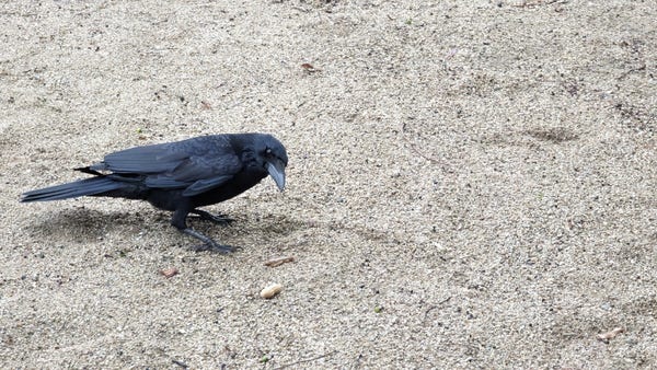 Mr. Crow about to grab a peanut and looking at me.