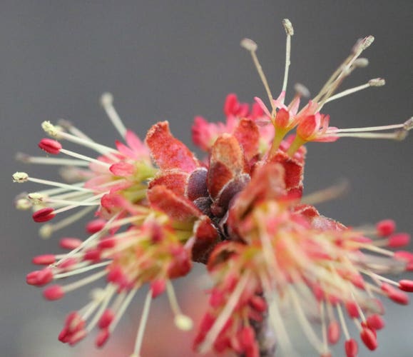 Macro photograph of a red maple (Acer rubrum) male flower, with stamens composed of numerous long white filaments and oval shaped red anthers at the end, making the flower look like a little round brush. The still unopened leaf red buds are visible in the centre of the flower, with their scales covering them. The background is blurred grey.