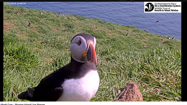 A puffin on a grassy bank staring directly into the hidden camera that is filming the colony