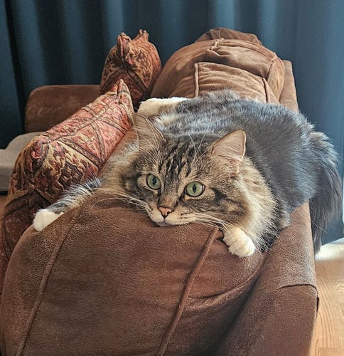 Ozzy is a fluffy black and brown tabby with white paws, big green eyes, and a coral nose. He’s sprawled on the back of a brown leather sofa with his chin down, creating the “monorail” pose.