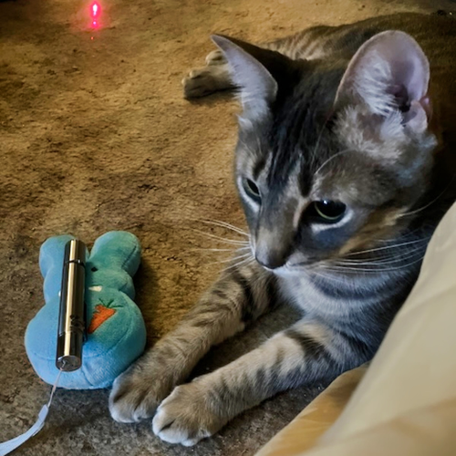 A young looking teen cat, gray tabby with long front legs, lies on a rug next to a stuffed blue Peep holding a laser pointer with a distant red dot at the top of the frame, illustrating Fall in Love at the Cat Shelter.