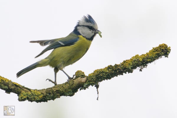 a blue, yellow and white bird with a grub in its beak
