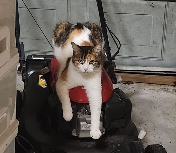 Tabby cat on a lawn mower