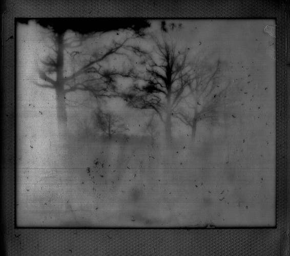 Some ghostly bare trees emerging from a mottled grey background in a dark grey Polaroid frame. In real life the frame was white and the image almost invisible. I had to play around with the scanning settings to get any image at all from this picture.