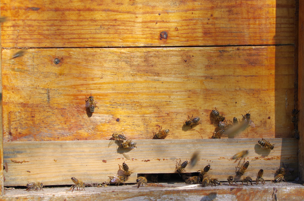 Holzbeute mit Bienen am Eingang.