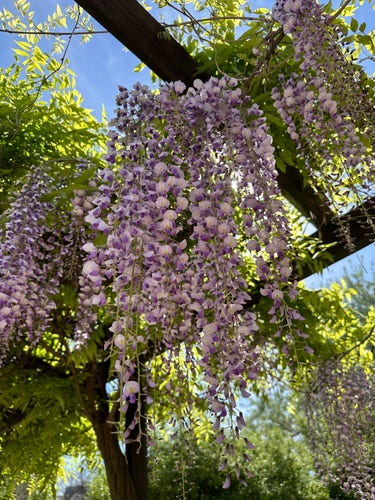 A branch of blooming wisteria against blue sky. The flowers are white and violet, the leaves at the back are vibrant green and everything is very bright and colorful 