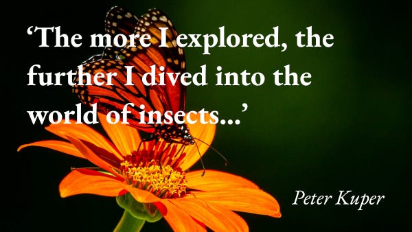 A monarch butterfly perches on a flower, with a quote from Peter Kuper's blog: 'The more I explored, the further I dived into the world of insects…'