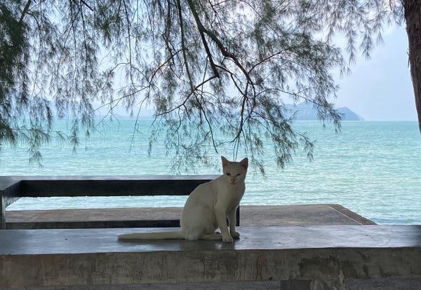 A white cat sits on a table in a shaded pavilion. Behind him, the bright blue green of the sea, with branches of Australian pine hanging above. Hilly islands are in the distance.