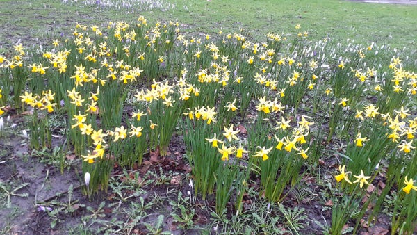 A patch of little daffodils, mixed with crocuses, on an area of grass. 