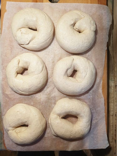 Six uncooked but risen bagels