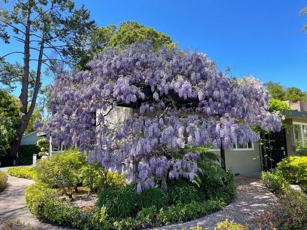 A building mostly hidden by a large, trellised wisteria vine covered with large clusters of lavender-colored flowers.