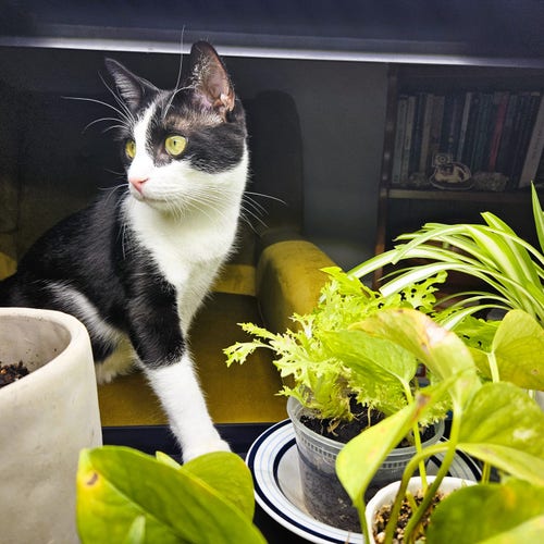 Tuxedo cat, Lord Percival, with one paw on the light table, pretending not to notice all the plants next to him that he likes to chew.