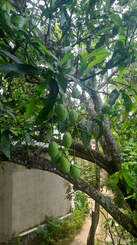 A branch of a mango tree. A cluster of mango fruit are hanging from the branch. A concrete wall is visible behind the mango tree branch in the background.