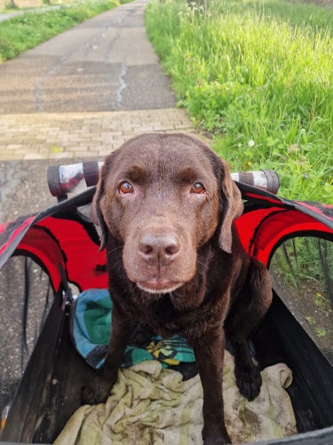 Arwen, a chocolate brown Labrador with greying snout, sitting in her red dog buggy, on some wet towels (she just had a swim), looking up at the camera... Hoping for a cookie!