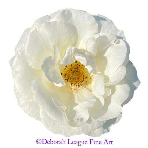 White Rose Blossom On White close up photograph. This image is part of my isolated flower blooms which are available on both black and white and in a square format. Collect them in multiples to be hung as you wish.