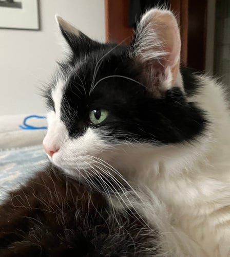 A medium-hair tuxedo cat's head in profile, really showing off the whiskers on the left side of his face.