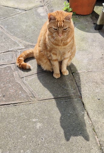 Colin, an orange cat, sitting on a patio. There is an impressive cat-shaped shadow in front of him. His tail is curled round to the left and he is squnting.