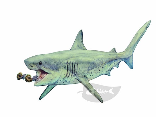 A watercolour painting of a large shark hunting two ammonites. The shark has a body suited for open water.