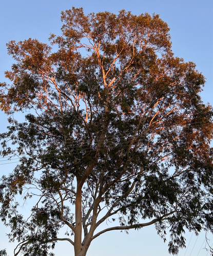 A gum tree with pale bark and brown-green leaves, against a pale blue sky. The top branches glow pink in the sunlight, while the lower branches are dark.