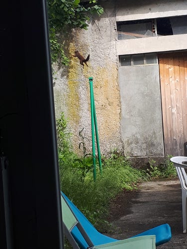 Photo assez exceptionnelle d'un écureuil en train de sauter d'un poteau de corde à linge vers un arbre. Il vient de sauter et est complètement en extension vers la branche
