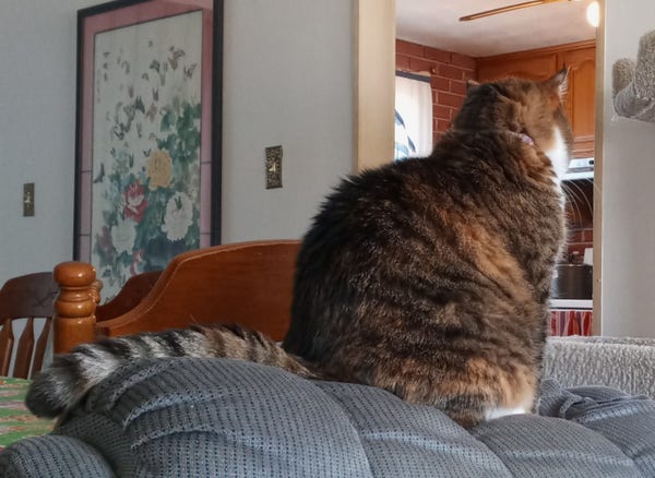 Photo of a tabby cat with orange patches sitting like a dumpling on top of a stuffed recliner, her tail draping along the top. She looks away from the camera.