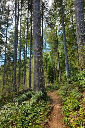 A narrow, red dirt trail cuts through an evergreen forest. The trail is on a hillside; the left side, from this perspective, is the downslope. Both sides of the trail are covered in forbs of vivid green color. The trees filling the landscape are tall, but not the impressive height and girth of their cousins found in old-growth forests. The sky is visible through the trees, some blue mixed with white clouds.