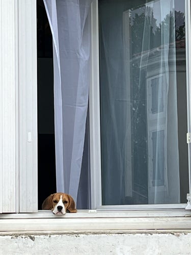 Un beagle dont on ne voit sur la tête regarde par la fenêtre. 