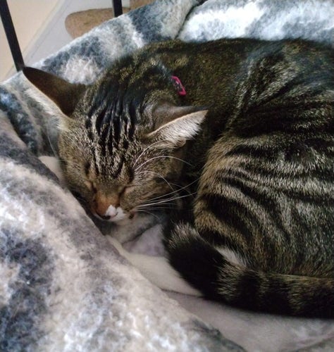 A young tabby cat with white markings on her face and feet is sleeping peacefully on her soft, grey and white blankets on top of a cat tower.  She is all curled up and cozy as she snuggles down into the blankets.