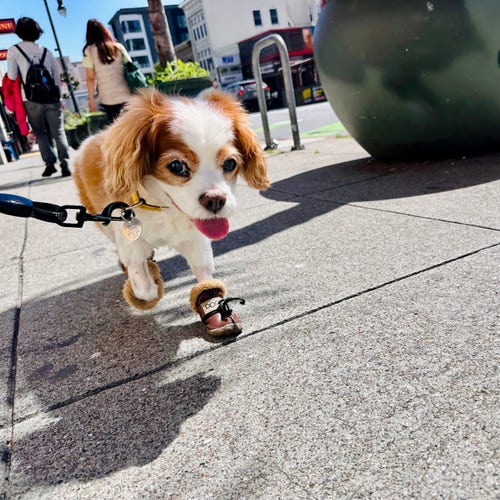 A photo of cookie the Cavalier spaniel walking down the streets of San Francisco 