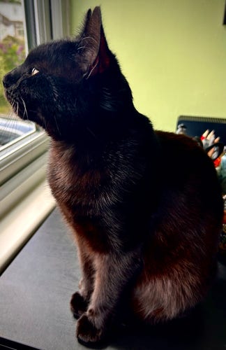 A black cat sitting by a window, looking to the side.