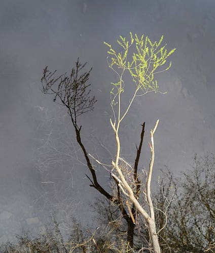 Bird's perspective on a large branch, its end full of neon green new leaves, hanging over a still water. Thanks to the pale sun and the otherwise dark sky, the branch casts a perfect shadow on the dark water, making the green of the leaves stand out even more. Shadows of other bushes and trees can be seen at the bottom of the picture.