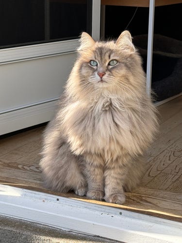 Grey Siberian cat sitting in the open door to the catio with his front towards the camera. He hasn’t completely shed his winter fur yet, so he still looks quite fluffy. He is looking up in expectation - is it time for treats?